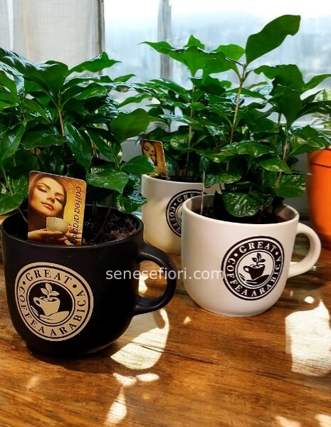 piante di caffe' tazzone ceramica