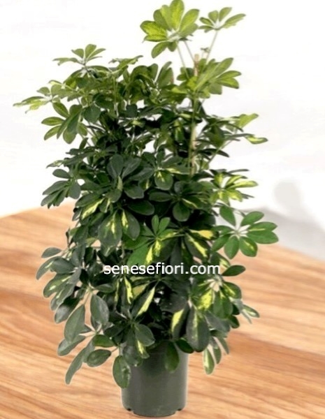 pianta shefflera