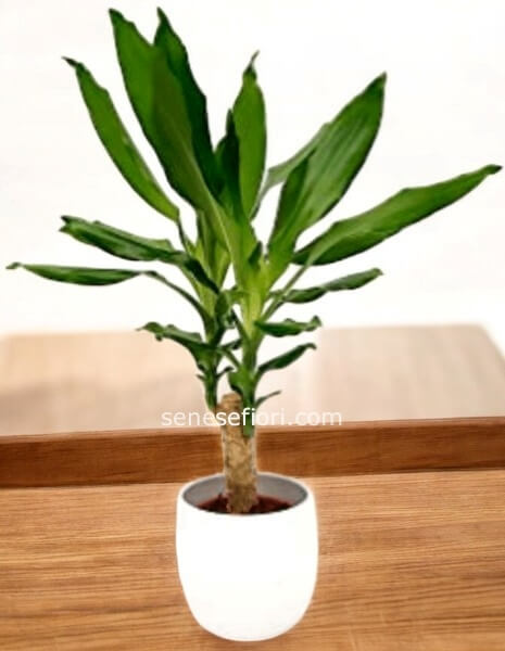 pianta tronchetto della FELICITA