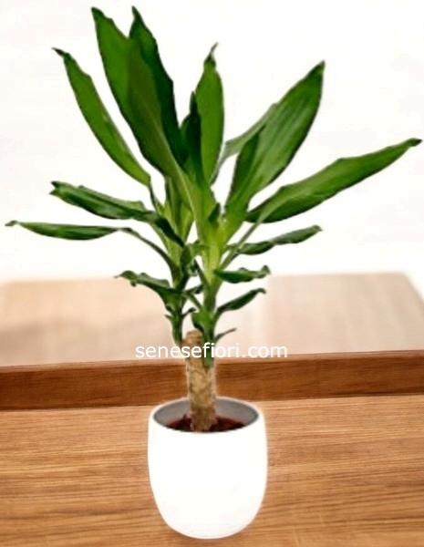 pianta tronchetto della FELICITA