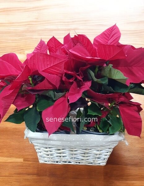 cesto coppia stelle piccolo