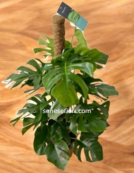 Philodendron Monstera: L´Icona Jungle per il tuo Design a Napoli