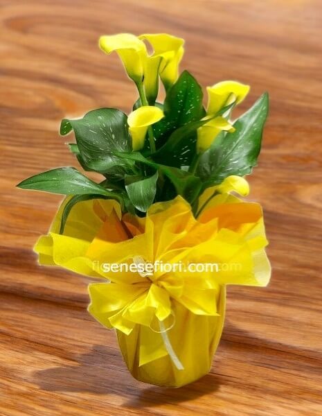 Pianta calle senza vaso in ceramica