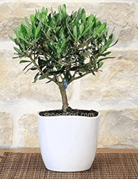 bonsai ulivo con vaso ceramica small