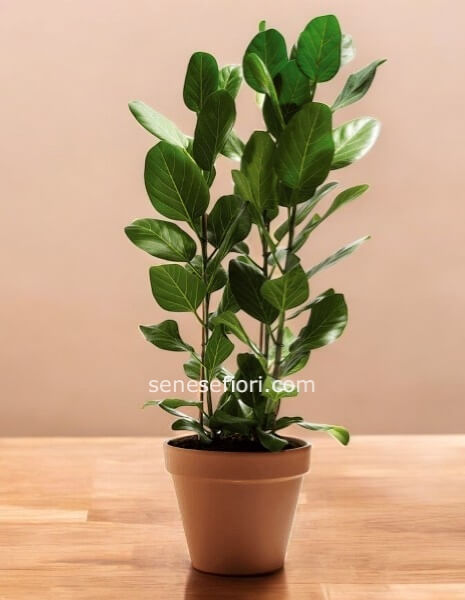 Ficus Lyrata: La Pianta di Design per Eccellenza a Napoli