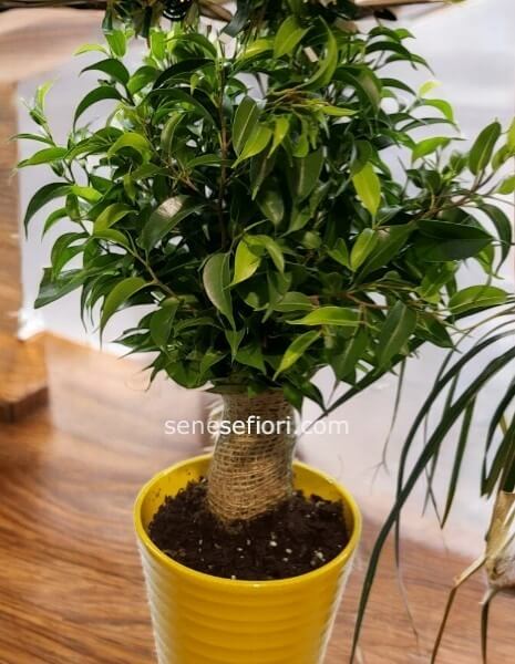 Ficus Benjamina (Ficus Benjy)