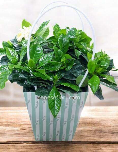 Pianta gardenia in borsetta regalo small