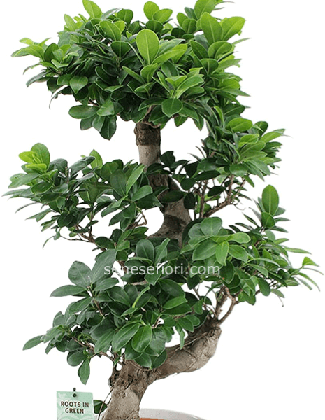 Pianta bonsai ginseng