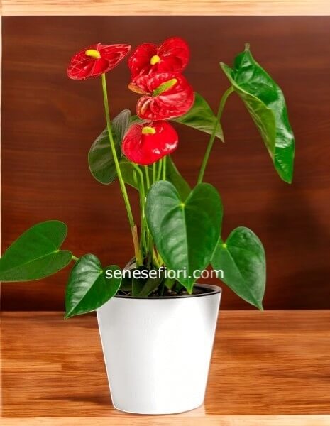 anthourium misura S vaso in ceramica vaso 12 cm.altezza pianta 40/45 cm cod.73