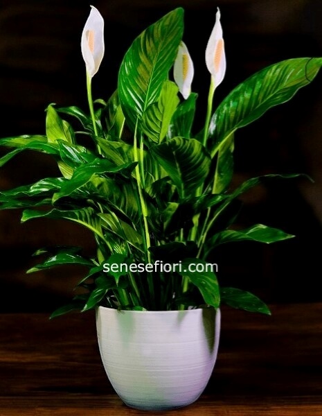 mini spatphilium vaso ceramica small vaso 12 cm