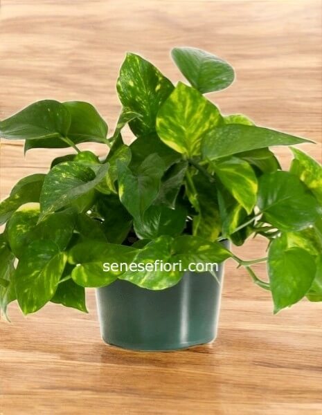 pothos  pendent gancio