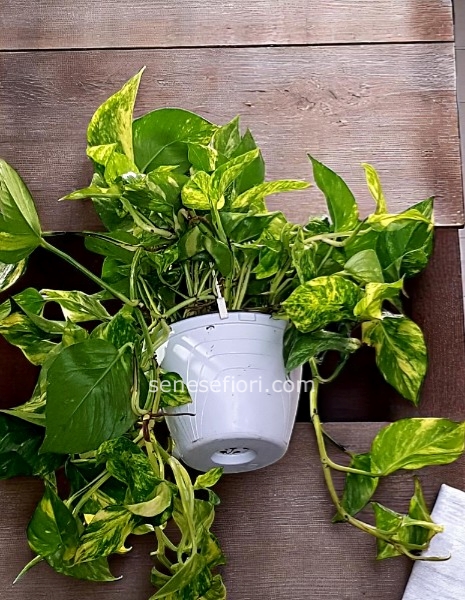 pothos pendent gancio