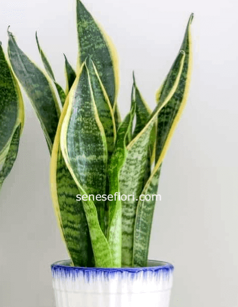 san seviera in vaso ceramica vaso misura 12 cm altezza pianta 40/45 cm
