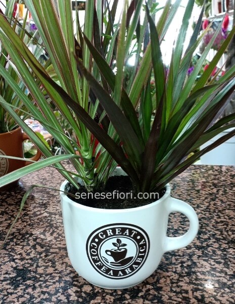 Pianta Dracena