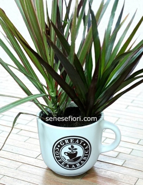 Tronco mini dracena in vaso ceramica misura vaso 12 cm altezza circa 25 cm