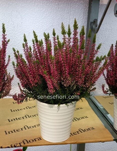  Pianta Calluna vulgaris