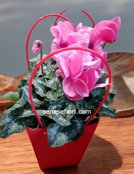 Pianta Ciclamino