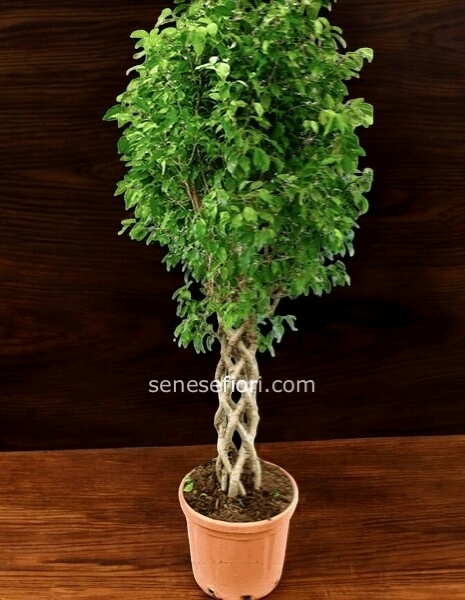 ficus intrecciato Misura xxl  misura vaso 24 cm altezza 140 cm cod 68