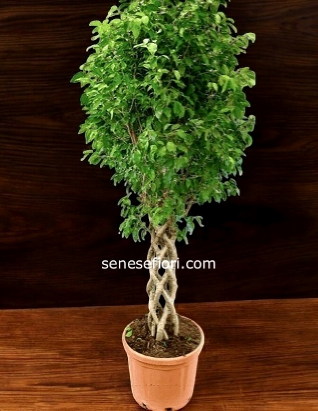 Pianta Benjamino per matromonio o eventi Napoli