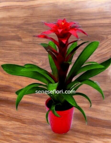 Pianta  Bromelia