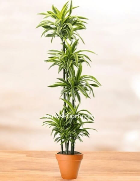 Dracena lemon variegata