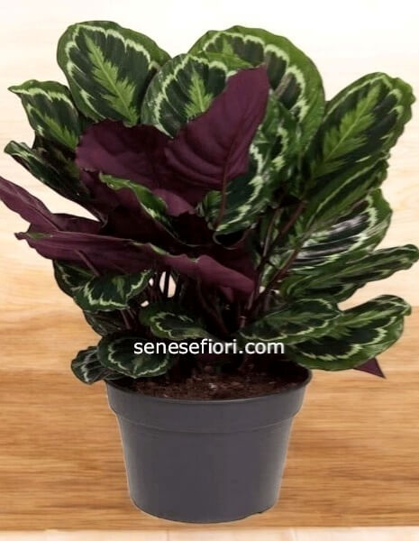 Calathea Medaglione: L'Arte Tropicale a casa tua a Napoli