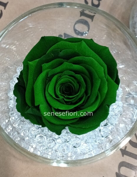 rosa verde stabilizzata