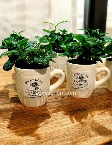  Pianta caffè arabica 