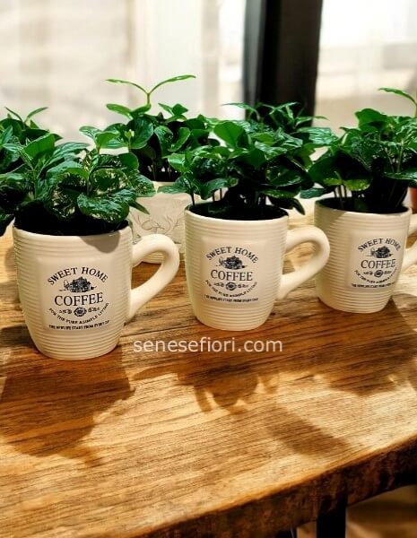 Pianta di Caffè Arabica: Il Culto del Caffè a Casa Tua a Napoli