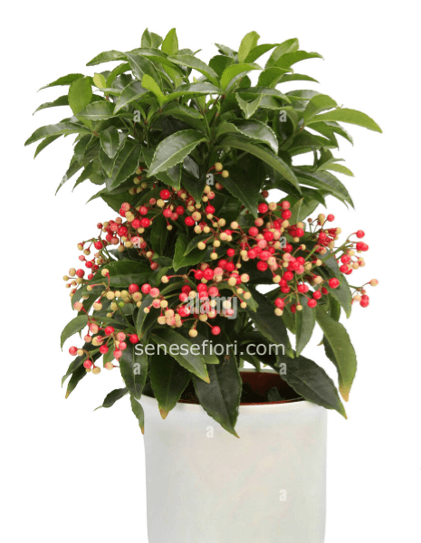 Pianta di Ardisia con vaso in ceramica