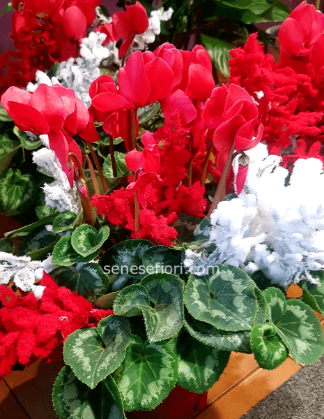 Ciclamino con decorazioni  natalizie