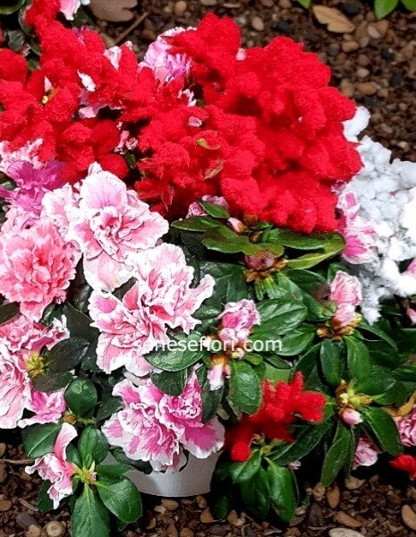 pianta Azalee con decorazioni natalizie