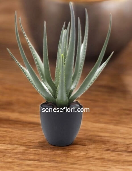 Aloe Vera in vaso ceramica