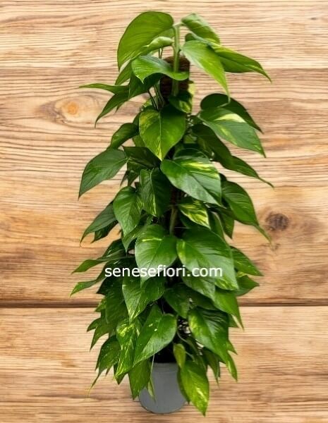 Pothos: La Cascata Verde che Purifica la tua Casa a Napoli
