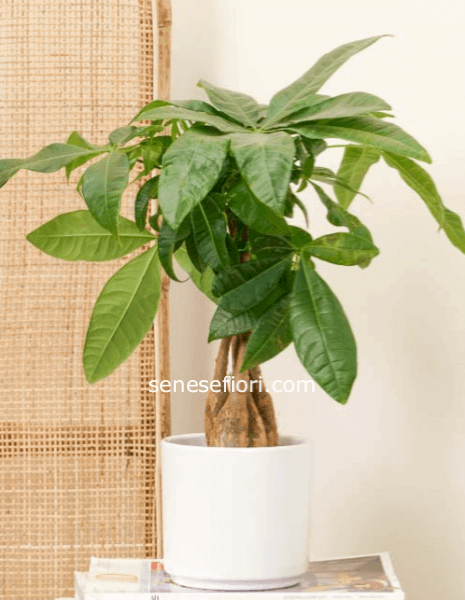 Pachira Aquatica: L'Albero della Fortuna per la tua Casa a Napoli