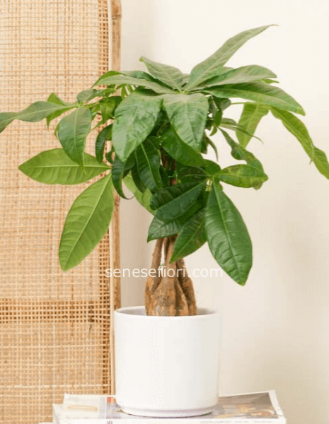 Pachira misura vaso 15 altezza 40 cm