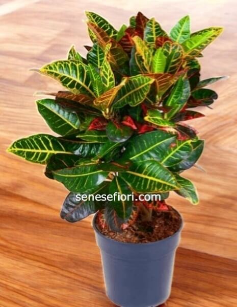 croton misura vaso 22 cm altezza 60 cm circa