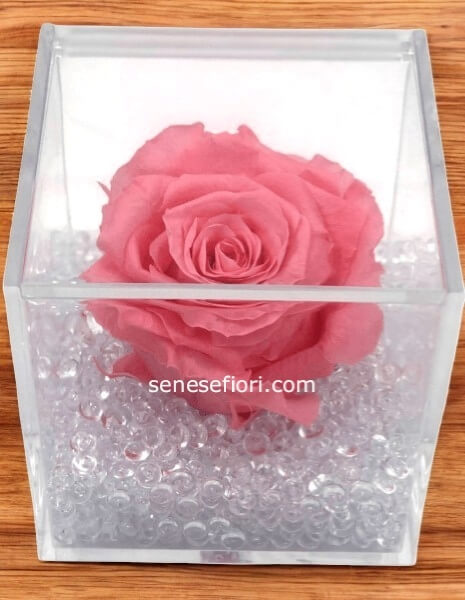 rosa stabilizzata rosa chiaro xl