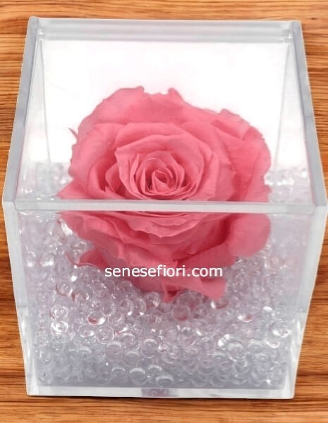 Rosa Stabilizzata Rosa Chiaro: Un Messaggio di Grazia Eterna