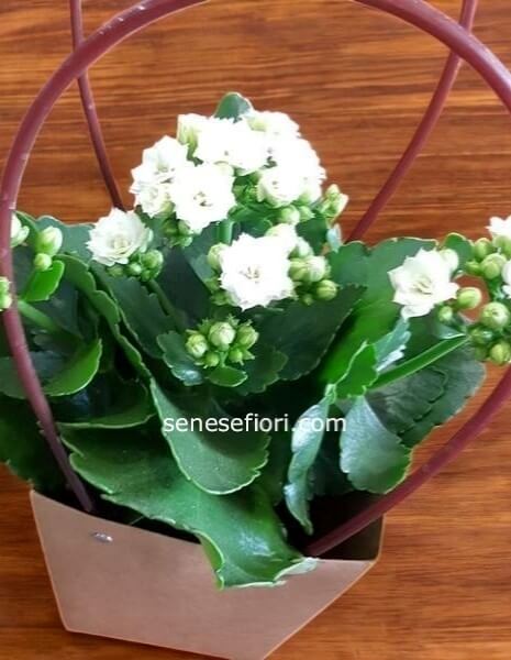 Kalandiva: L´Esplosione di Fiori Doppi che Non Appassisce Mai a Napoli