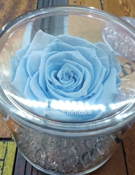 Rosa Stabilizzata Celeste: Un Pezzo di Cielo in Casa