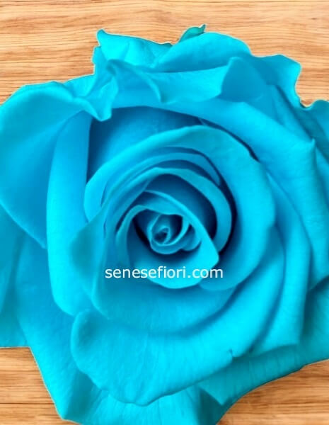 rosa stabilizzata celeste in plexiglass