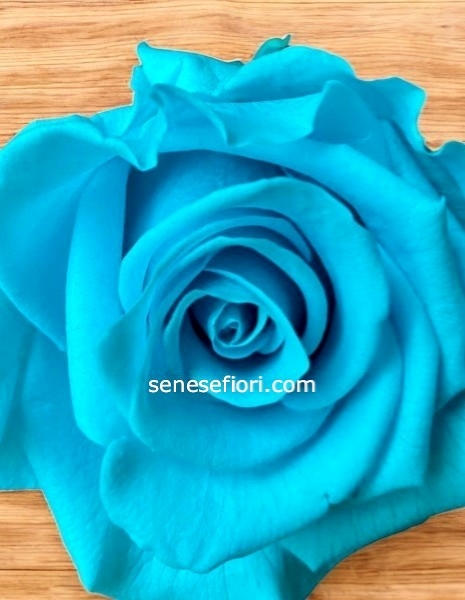 rosa stabilizzata celeste