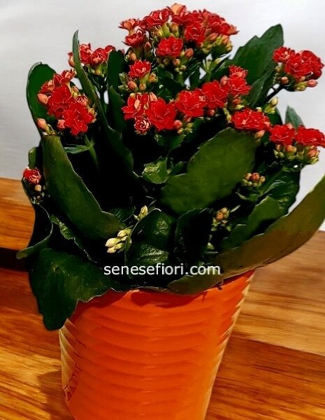 kalandivia vaso 12 in vasetto ceramica