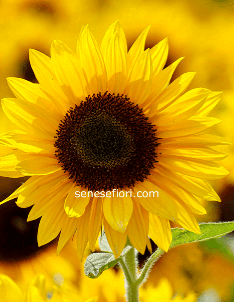 scegli il numero di girasoli che desideri regalare con un minimo ordine