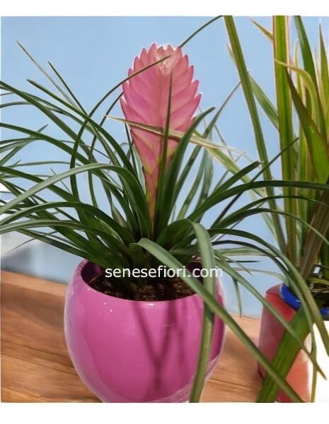 Tillandsia: La Magica Pianta dell´Aria che Arreda la tua Casa a Napoli