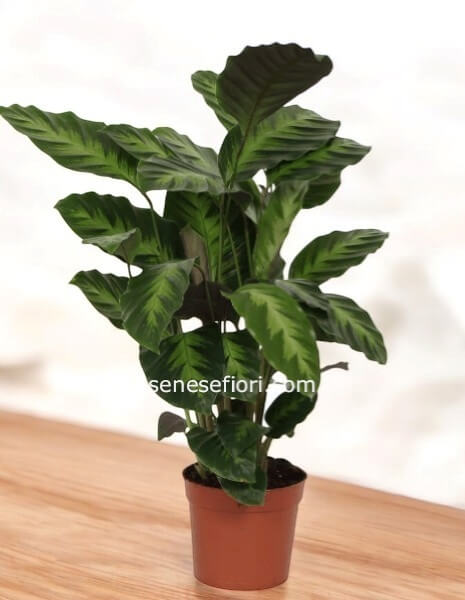 Calathea Monstera (Network): Il Mosaico Vivente per la tua Casa a Napoli
