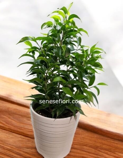 Ficus Benjy cespuglio