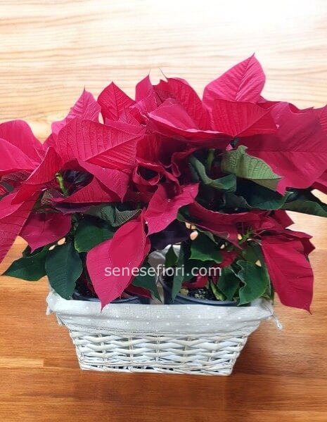 centrotavola stelle natalizie