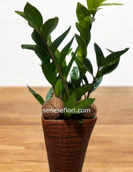 Pianta di Zamia 